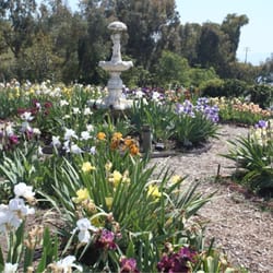 Nola's Iris Garden