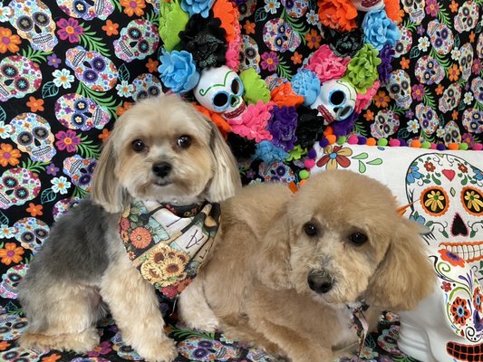 pup a razzi pet salon