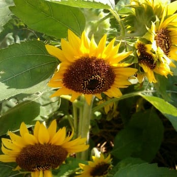 Lafayette Greens - Community Gardens Near Me - Detroit, Michigan Lafayette Greens - Community Gardens Near Me - Detroit, Michigan