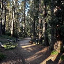 T Elliot Weier Redwood Grove
