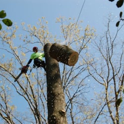 Butch's Tree Service, Inc.