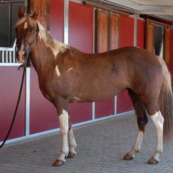ResQue Ranch
