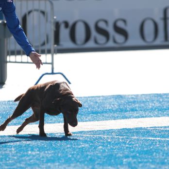 Positive Pets Dog Training - Pet Training Near Me - Meridian, Idaho Positive Pets Dog Training - Pet Training Near Me - Meridian, Idaho