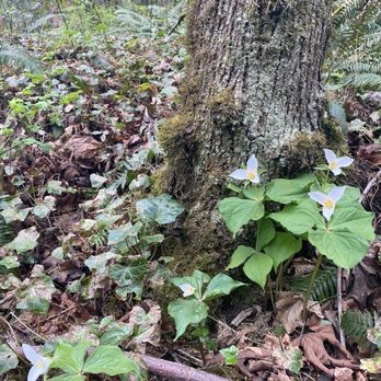 Marquam Nature Park - Trilliums! - Hiking Near Me - Portland, Oregon Marquam Nature Park - Trilliums! - Hiking Near Me - Portland, Oregon
