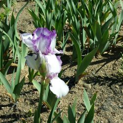 Iris Farm