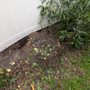 The Stump Guy of Tampa