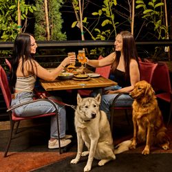 University of Beer - East Sacramento - Dog friendly Patio.