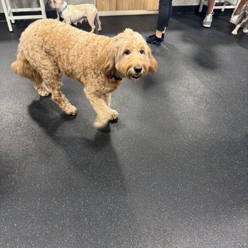 Zoom Room Dog Training - Pet Training Near Me - Margate, Florida Zoom Room Dog Training - Pet Training Near Me - Margate, Florida