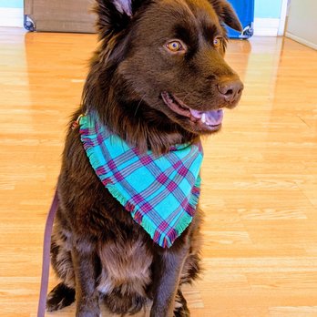Dog Training Now - Pet Training Near Me - Hoffman Estates, Illinois