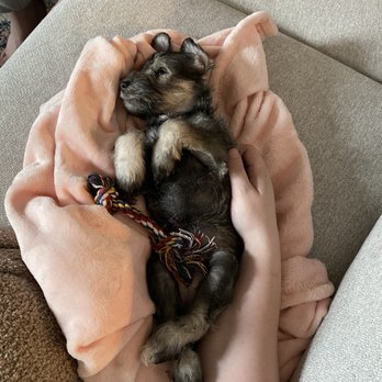 Springs Miniature Schnauzers - Pet Breeders Near Me Springs Miniature Schnauzers - Pet Breeders Near Me