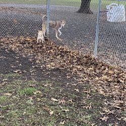 Timber Linn Park - Dog in small dog section sniffing dog in large dog section