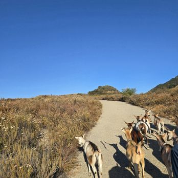 Party Goats LA - Trailblazing - Event Planning & Services Near Me Party Goats LA - Trailblazing - Event Planning & Services Near Me