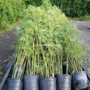 Photo of Ocoee bamboo Farm