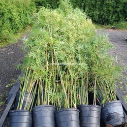 Ocoee bamboo Farm - . Bright green 15 gallon weaver bamboo lined up for delivery from Ocoee Bamboo Farm