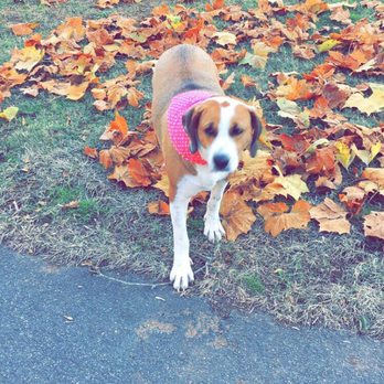 Autumn Trails Veterinary Center - Veterinarians Near Me - Charlottesville, Virginia