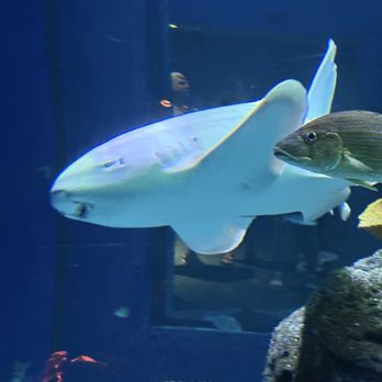 Mississippi Aquarium - Aquariums Near Me - Gulfport, Mississippi