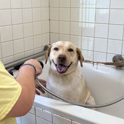 Oasis Pet Spa