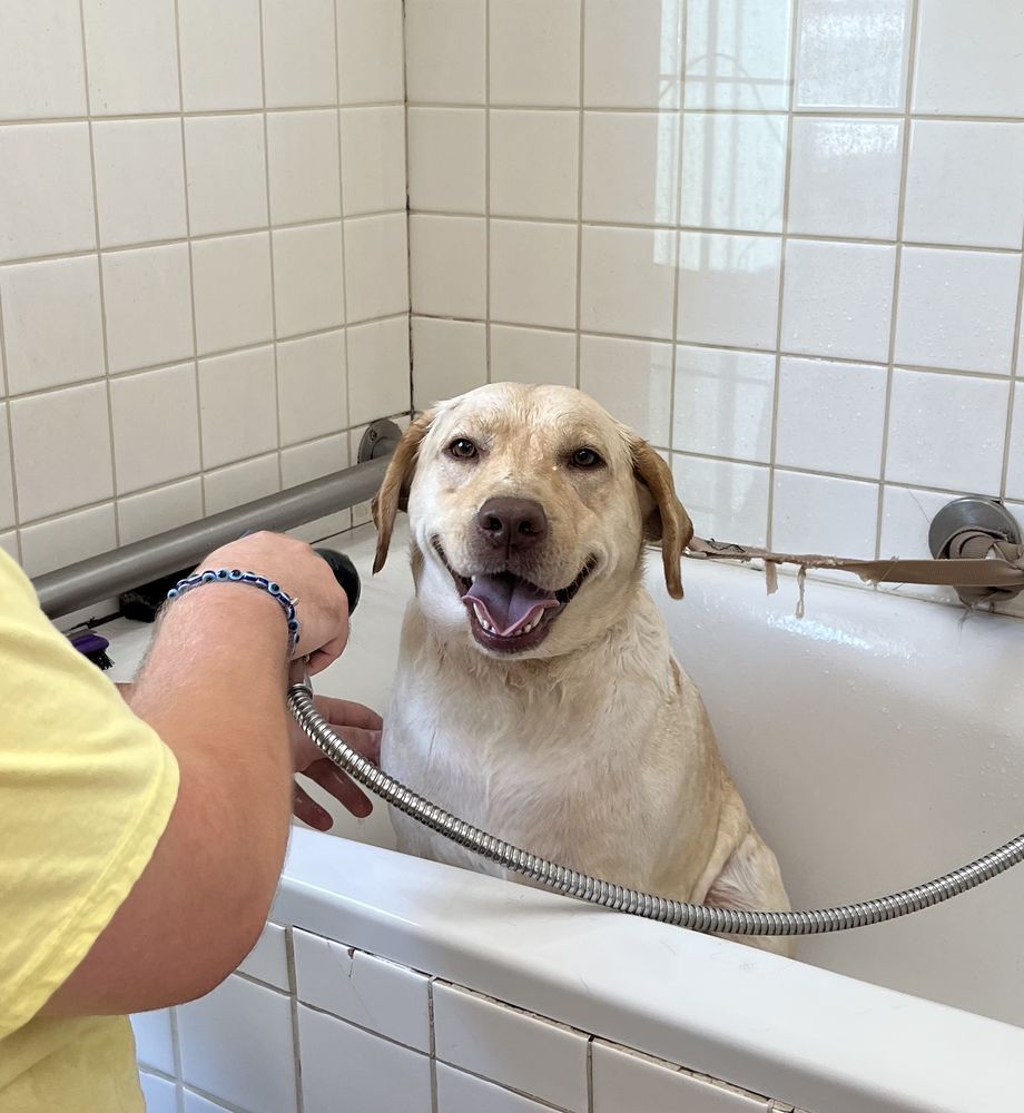 OASIS PET SPA Updated May 2024 52 Photos 239 Esta Ln, Moody, Texas Pet Groomers Phone