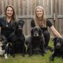 The Pet Hospitals