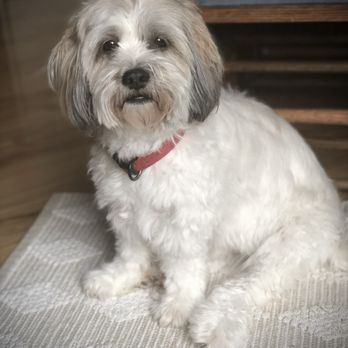 Grooming By Amanda - Dog - Pet Groomers Near Me - Germantown, Tennessee Grooming By Amanda - Dog - Pet Groomers Near Me - Germantown, Tennessee