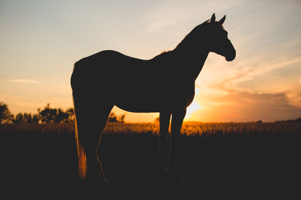 True North Ranch - equestrian in Hastings, MN