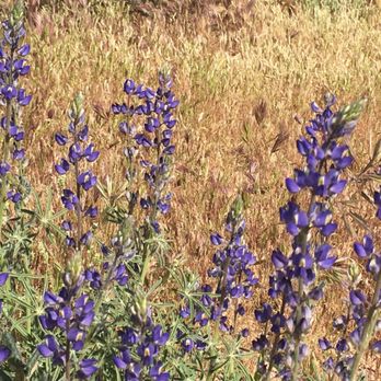 Brown's Ranch Trailhead - Bloom in effect. - Hiking Near Me - Scottsdale, Arizona
