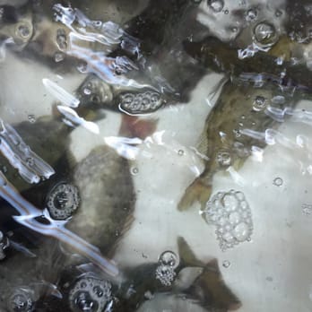 明記飯店 - Live fish - Cantonese Near Me - Hong Kong, HK
