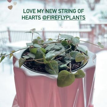 Firefly Plants & More - a plant in a pink pot - Honey Near Me - Sevierville, Tennessee