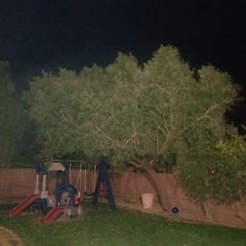 Treepro - Overgrown and unshaped. - Tree Services Near Me - Las Vegas, Nevada Treepro - Overgrown and unshaped. - Tree Services Near Me - Las Vegas, Nevada