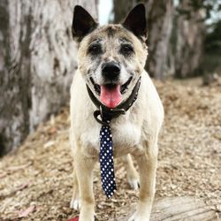 Marley and Me Dogs - jasper the gentleman