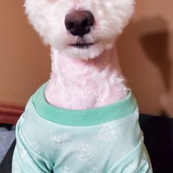 Sierra Madre Pet Grooming Spa - This after his grooming.