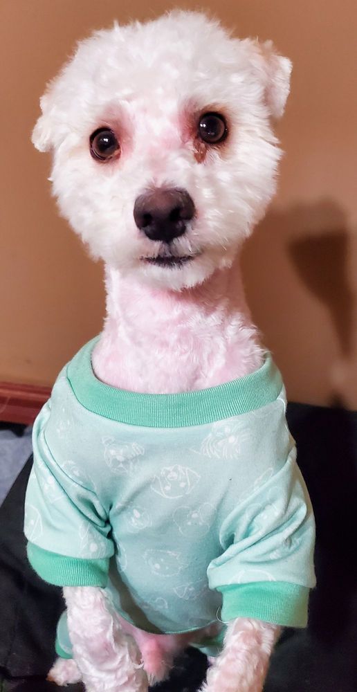 SIERRA MADRE PET GROOMING SPA Updated August 2024 49 Photos & 68