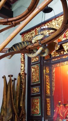 Penang Snake Temple by null