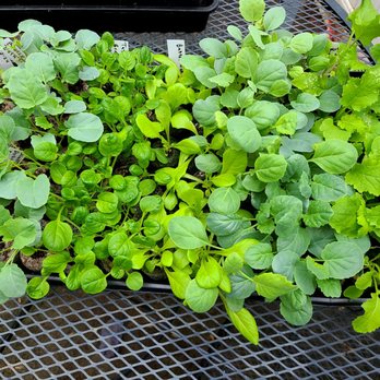 Connie's Cornucopia - Seedlings. They will grow plants for you if you want to grow them yourself. - Food Delivery Services Near Me - Cumming, Georgia Connie's Cornucopia - Seedlings. They will grow plants for you if you want to grow them yourself. - Food Delivery Services Near Me - Cumming, Georgia