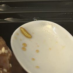 Maggot on spoon