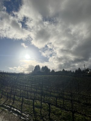 Windy Oaks Winery by null