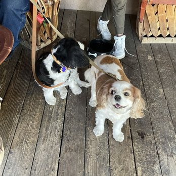 Luchia's Restaurant - Our two pups enjoyed their visit.... - New American Near Me - Wikieup, Arizona