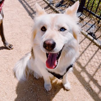 Premier Pawsitter - Nala - Dog Walkers Near Me Premier Pawsitter - Nala - Dog Walkers Near Me