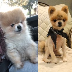 Groom Shop - Charlie- the daddy of the others. Same day- before and after