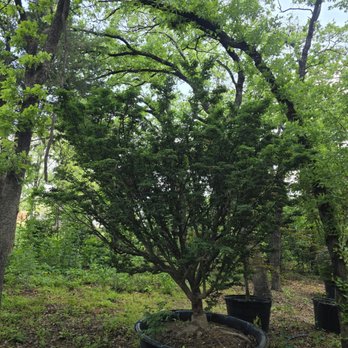Metro Maples - Shishigashira - Nurseries & Gardening Near Me - Fort Worth, Texas