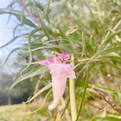 Milton & Harriet Goldberg Recreation Area - White cedar