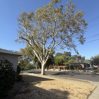 Atlas Tree Service - Sycamore after trim - Landscaping Near Me - Concord, California