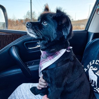 Grateful Dog Grooming - Dog grooming - Pet Sitting Near Me - Orange Park, Florida Grateful Dog Grooming - Dog grooming - Pet Sitting Near Me - Orange Park, Florida