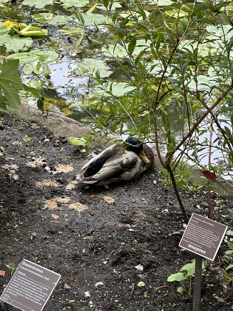 De Hortus Botanicus