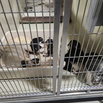 Kern County Animal Services - "Dogs do speak, but only to those who know how to listen" - Animal Shelters Near Me - Bakersfield, California Kern County Animal Services - "Dogs do speak, but only to those who know how to listen" - Animal Shelters Near Me - Bakersfield, California