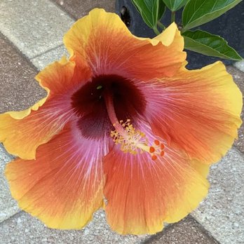 Eden Nursery - Fiesta Hibiscus - Nurseries & Gardening Near Me - Clearwater, Florida