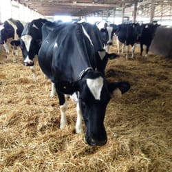 Stencil Farms - Hey there, Bessie