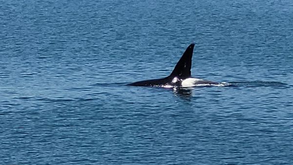 Puget Sound Express by null