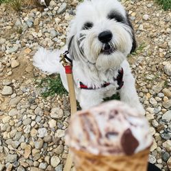 Kriz Farm Ice Cream - Sorry can't have chocolate