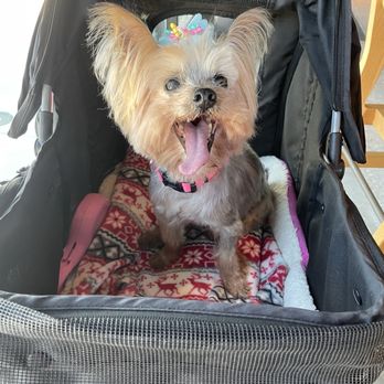 Nauti pets - Looking good - Pet Groomers Near Me - Ormond Beach, Florida